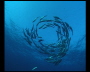 aquamotion_sinai07_003