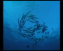 aquamotion_sinai07_006