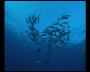 aquamotion_sinai07_007