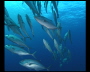aquamotion_sinai07_011