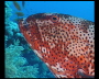 aquamotion_sinai07_017