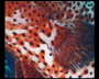 aquamotion_sinai07_019