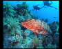 aquamotion_sinai07_022