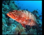aquamotion_sinai07_025