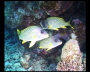 aquamotion_sinai07_034