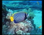 aquamotion_sinai07_039