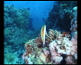 aquamotion_sinai07_071