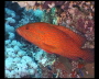 aquamotion_sinai07_078
