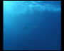 aquamotion_sinai07_114