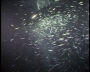 aquamotion_sinai07_261