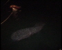 aquamotion_sinai07_265